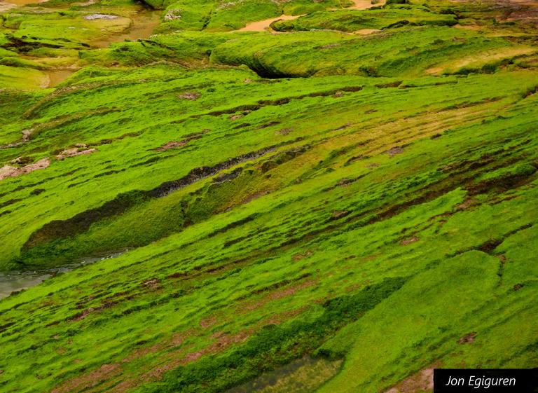 Itsasbeheran arrokatan agertzen den   goroldio berdea. Margotuta dagoela dirudi.