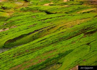 Itsasbeheran arrokatan agertzen den   goroldio berdea. Margotuta dagoela dirudi.