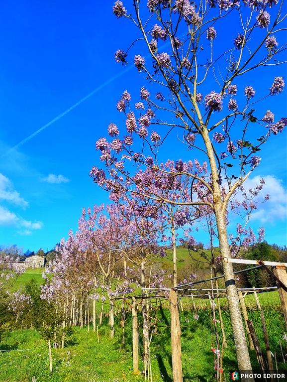   Paulownia suhatzekin Aizarna inguruan dagoen  arboladia loraz beteta dago egun hauetan, paisaia loraz jantzi eta dotoretu egin dute, polita benetan.