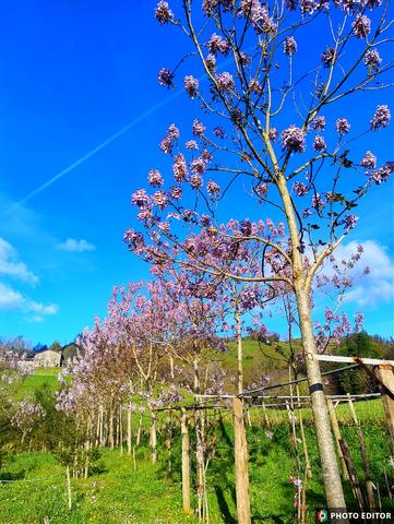   Paulownia suhatzekin Aizarna inguruan dagoen  arboladia loraz beteta dago egun hauetan, paisaia loraz jantzi eta dotoretu egin dute, polita benetan.