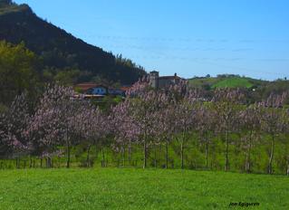 Paulowniak loratan Aizarnako paisaia apaintzen