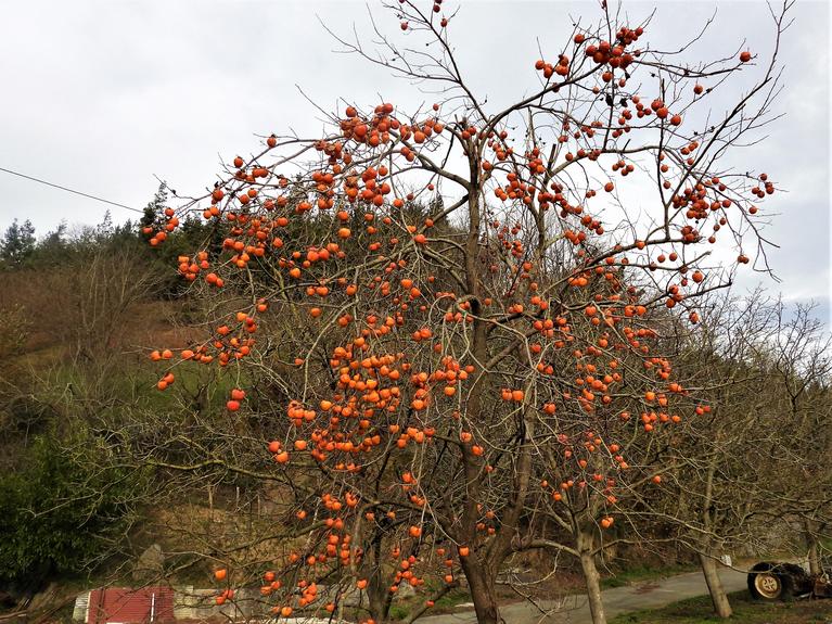 Fruta-arbola honi Kaki deitzen diogu. Urte garai honetan zuhaitz hauek, benetan  kolore polita daukate eta  gainera frutaz beteta daude aurten.