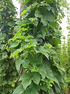 (Humulus lupulus) Lupuluari lorak kendu eta jasotzen jende asko ibili zen Aizarnan, beraz ondo ezagutzen dugu  adinean aurrera goazenak behintzat.(Errioxan ateratako argazkia)