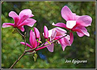 Magnoliak loratu dira eta Udaberrian gaudela erakusten dute.