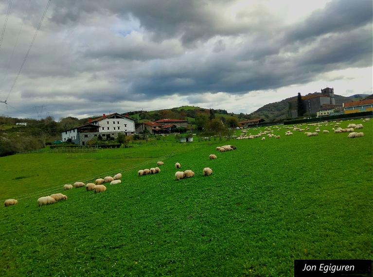 Jaitsi dira aurten ere negua iristerako  goi mendietatik artaldeak. Aizarna  bailarako zelaiei begiratu eta oso berde ikusten dira, nik uste  zelai  egoki eta belartsuak aurkitu dituztela ardiak.
