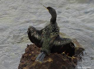 Kormorena  edo Ubarroia  egoak lehortzen  hegan egin aurretik.