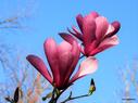 Esnatzen  hasi dira zuhaitzak  eta magnoliak loraz beteta daude martxoko lehen egunetan. Zuhaitz honek  lorea lehenago ateratzen du hostoa baino.