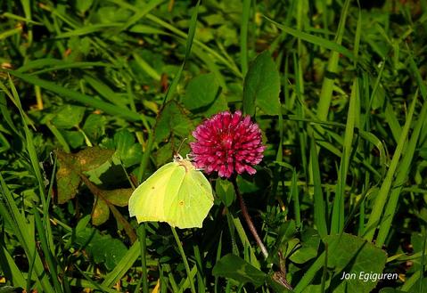 Tximeleta bat hirusta  lorean  kokatuta, aurtengo lehen argazkia tximeletari ateratakoa. Aizarnan ateratako argazkia.26/02/2026