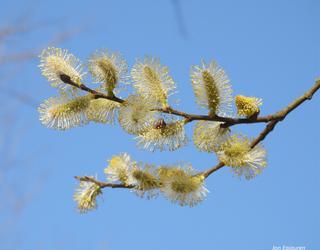 Lehen loratzen den bertako zuhaitza sahatsa da eta   hauxe  bere lorea.